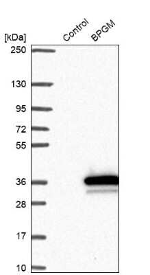 Western Blot: BPGM Antibody [NBP1-86377]