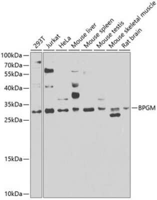 Western Blot: BPGM AntibodyBSA Free [NBP2-92819]