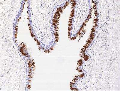 Immunohistochemistry-Paraffin: BPIFB1 Antibody (003) [NBP2-90202]