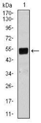 Western Blot: BPIFB1 Antibody (1F11E3)BSA Free [NBP2-37435]