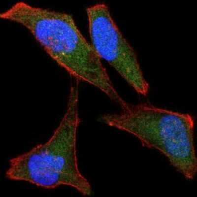 Immunocytochemistry/ Immunofluorescence: BPIFB1 Antibody (2A5) - BSA Free [NBP2-37534]