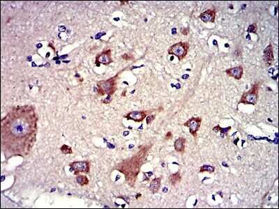 Immunohistochemistry: BPIFB1 Antibody (2A5) - BSA Free [NBP2-37534]