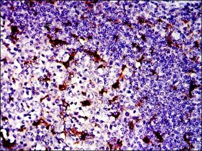 Immunohistochemistry: BPIFB1 Antibody (2A5) - BSA Free [NBP2-37534]