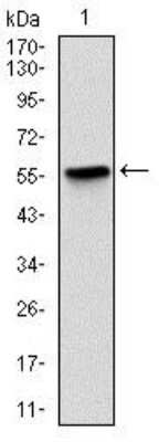 Western Blot: BPIFB1 Antibody (2A5)BSA Free [NBP2-37534]