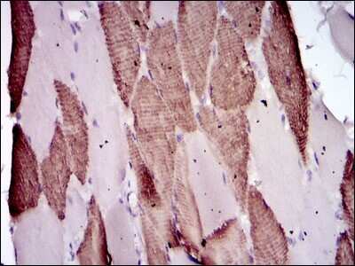 Immunohistochemistry-Paraffin: BPIFB1 Antibody (4H2) - BSA Free [NBP2-37489]