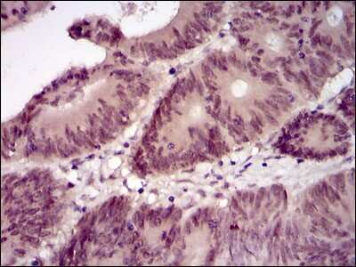 Immunohistochemistry-Paraffin: BPIFB1 Antibody (4H2) - BSA Free [NBP2-37489]