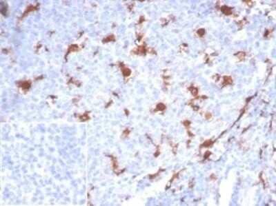 Immunohistochemistry-Paraffin: BPIFB1 Antibody (LPLUNC1/7059R) [NBP3-13812]