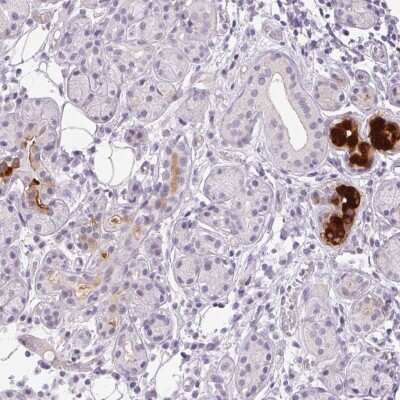Immunohistochemistry-Paraffin: BPIL1 Antibody [NBP2-38887]