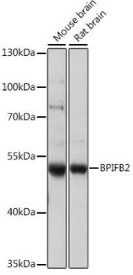 Western Blot: BPIL1 AntibodyAzide and BSA Free [NBP2-92302]