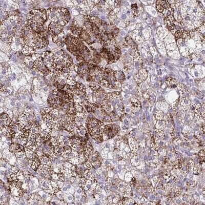 Immunohistochemistry: BPIL2 Antibody [NBP2-38507]