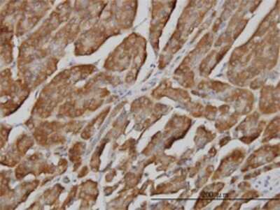 Immunohistochemistry-Paraffin: BPNT1 Antibody (2E1) [H00010380-M01]