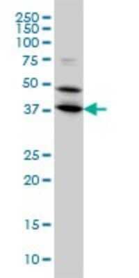 Western Blot: BPNT1 Antibody (2E1) [H00010380-M01]