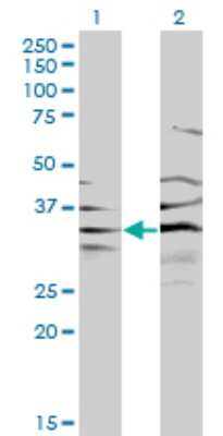 Western Blot: BPNT1 Antibody (2E1) [H00010380-M01]