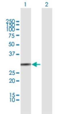 Western Blot: BPNT1 Antibody [H00010380-B01P]