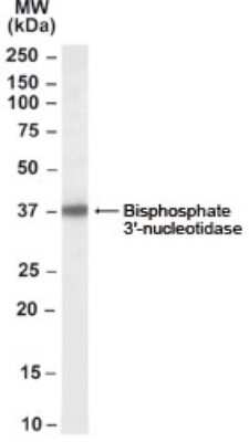 Western Blot: BPNT1 Antibody [NB100-68164]