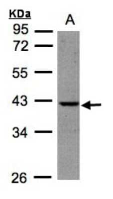 Western Blot: BPNT1 Antibody [NBP1-32152]