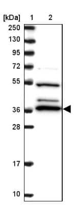 Western Blot: BPNT1 Antibody [NBP2-14359]