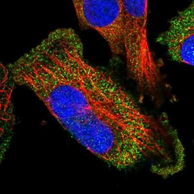 Immunocytochemistry/ Immunofluorescence: BPOZ Antibody [NBP1-89943]