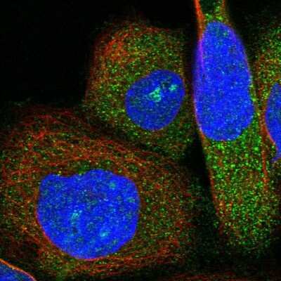 Immunocytochemistry/ Immunofluorescence: BPOZ Antibody [NBP1-89944]