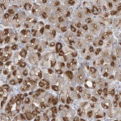 Immunohistochemistry-Paraffin: BPOZ Antibody [NBP1-89943]