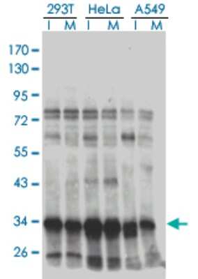 Western Blot: BRAF35 Antibody (1F6) [H00010362-M01]