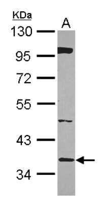 Western Blot: BRAF35 Antibody [NBP2-15608]