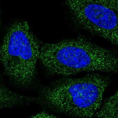 Immunocytochemistry/ Immunofluorescence: BRAP Antibody [NBP2-58110]