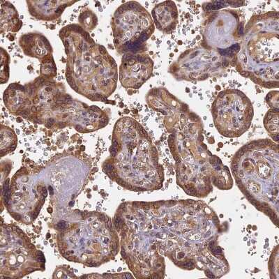 Immunohistochemistry-Paraffin: BRAP Antibody [NBP1-91705]