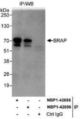 Immunoprecipitation: BRAP Antibody [NBP1-42695]