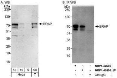 Western Blot: BRAP Antibody [NBP1-42696]