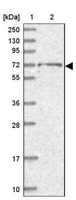 Western Blot: BRAP Antibody [NBP1-91705]