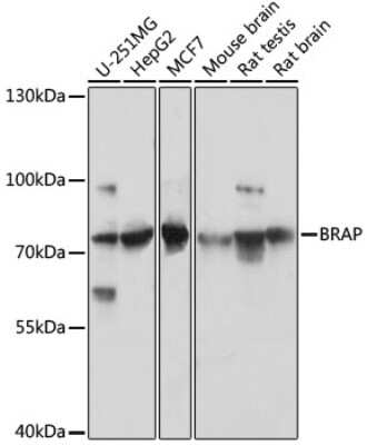 Western Blot: BRAP AntibodyAzide and BSA Free [NBP2-92871]