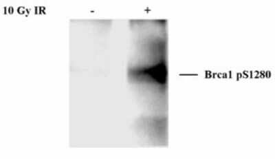 Western Blot: BRCA1 [p Ser1280] Antibody [NB100-224]