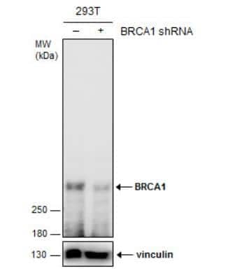 Western Blot: BRCA1 Antibody (17F8) [NBP1-41185]