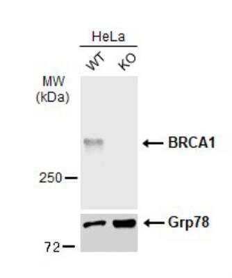 Knockout Validated: BRCA1 Antibody (6B4) [NB100-404]