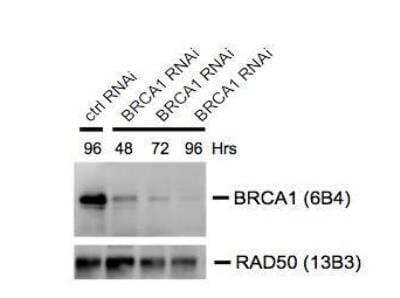 Knockdown Validated: BRCA1 Antibody (6B4) [NB100-404]