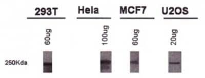 Western Blot: BRCA1 Antibody (KEN)Azide and BSA Free [NBP2-80601]