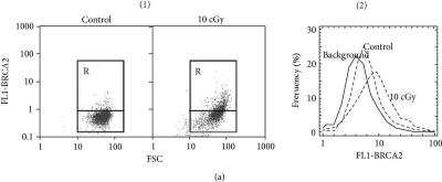 Flow Cytometry: BRCA2 Antibody [NBP1-88361]