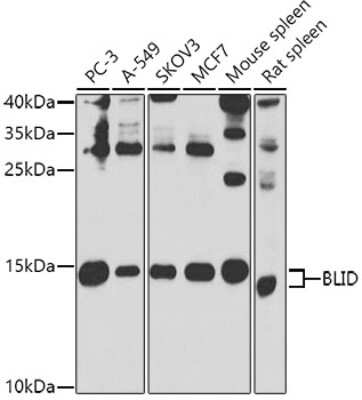 Western Blot: BRCC2 AntibodyBSA Free [NBP2-92672]