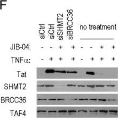 Knockdown Validated: BRCC3 Antibody - BSA Free [NBP1-76831]