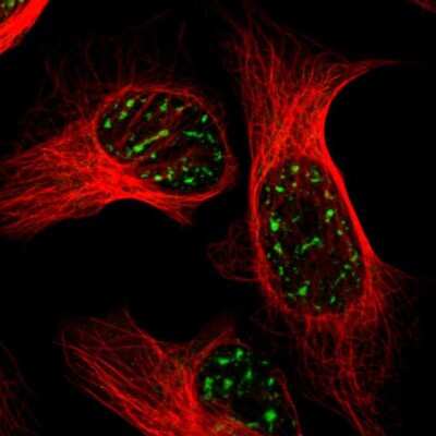 Immunocytochemistry/ Immunofluorescence: BRD1 Antibody [NBP1-88351]