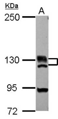 Western Blot: BRD1 Antibody [NBP2-15610]