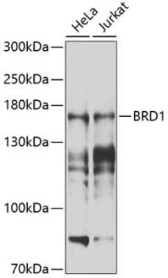 Western Blot: BRD1 AntibodyBSA Free [NBP2-92589]