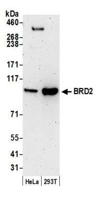 Western Blot: BRD2 Antibody (12C2E4) [NBP2-14861]