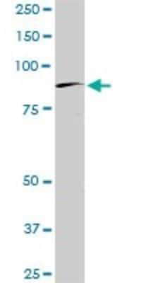 Western Blot: BRD2 Antibody (3D10) [H00006046-M01]