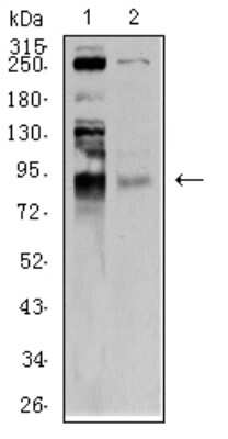 Western Blot: BRD2 Antibody (7C1B10)BSA Free [NBP2-61716]