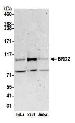 Western Blot: BRD2 Antibody [NBP1-30474]