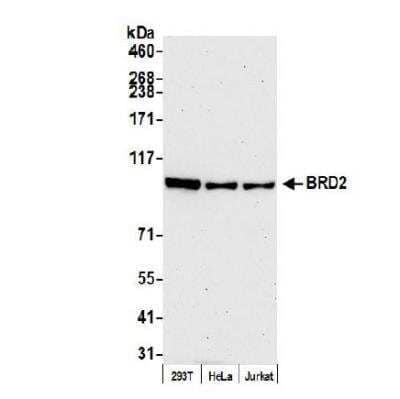 Western Blot: BRD2 Antibody [NBP1-30475]