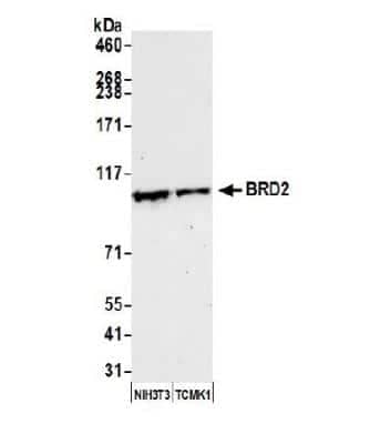 Western Blot: BRD2 Antibody [NBP1-30475]