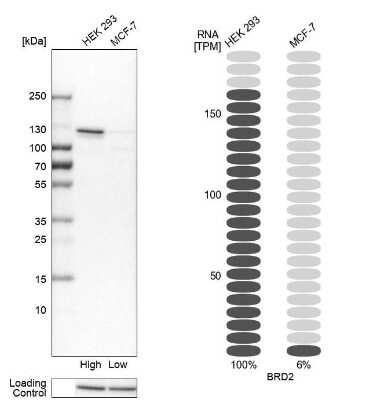 Western Blot: BRD2 Antibody [NBP1-84310]